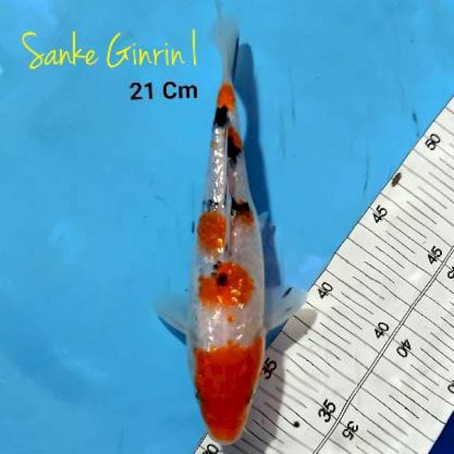 Sanke Ginrin