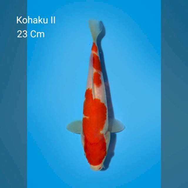 Kohaku