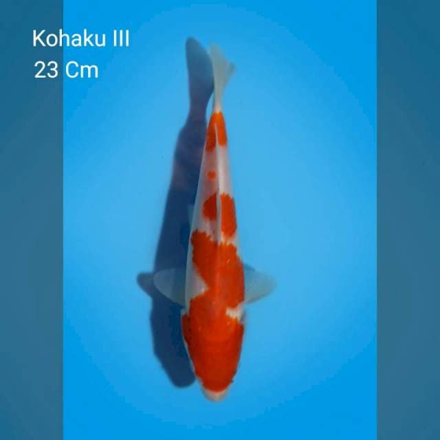 Kohaku