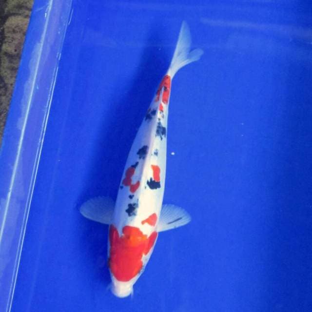 Tsubosumi ori 29cm