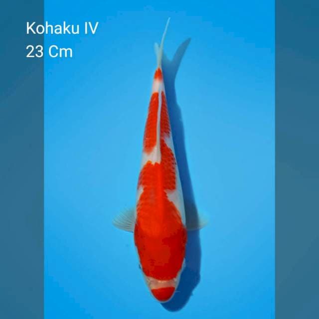 Kohaku