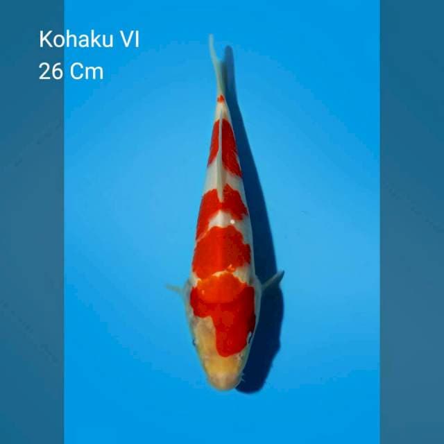 Kohaku