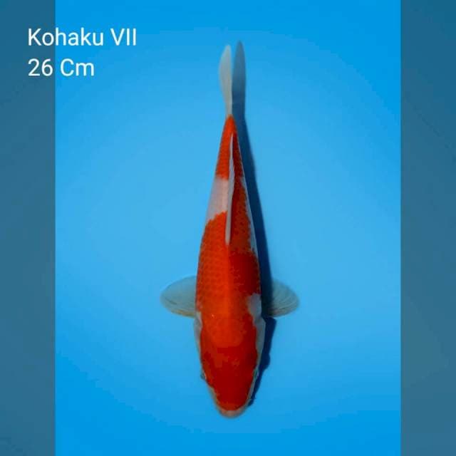 Kohaku