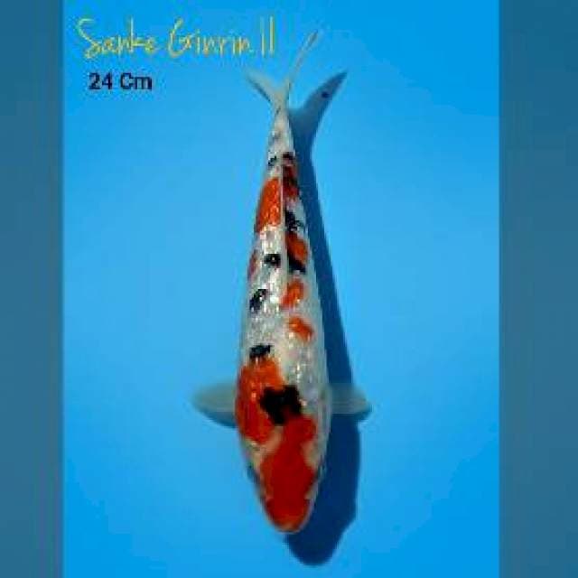 Sanke Ginrin