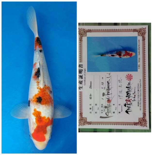 Isa Kindai Showa