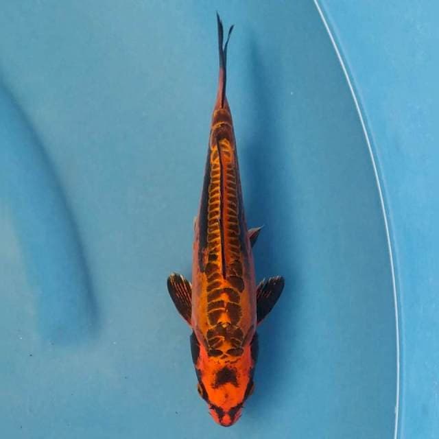 Okawa Beni Kiko