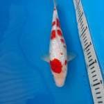 Kohaku ginrin padat