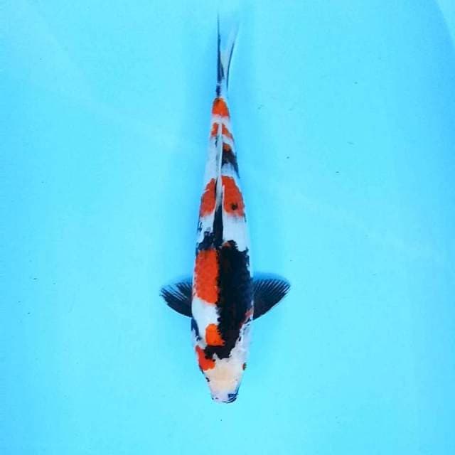 2. Showa || 34 cm