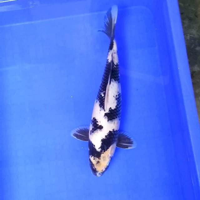 6. Shiro || 34 cm || Male