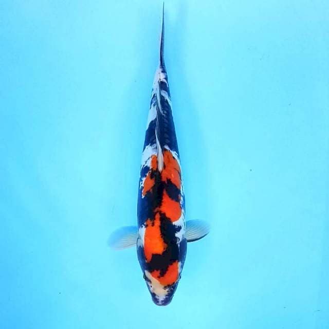 7. Showa Doitsu || 36 cm