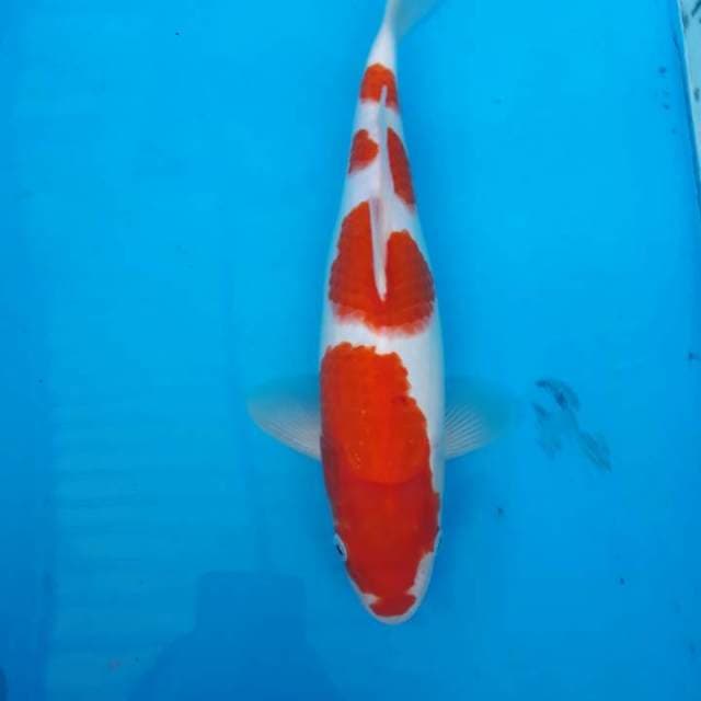 Kohaku step