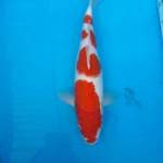 Kohaku step