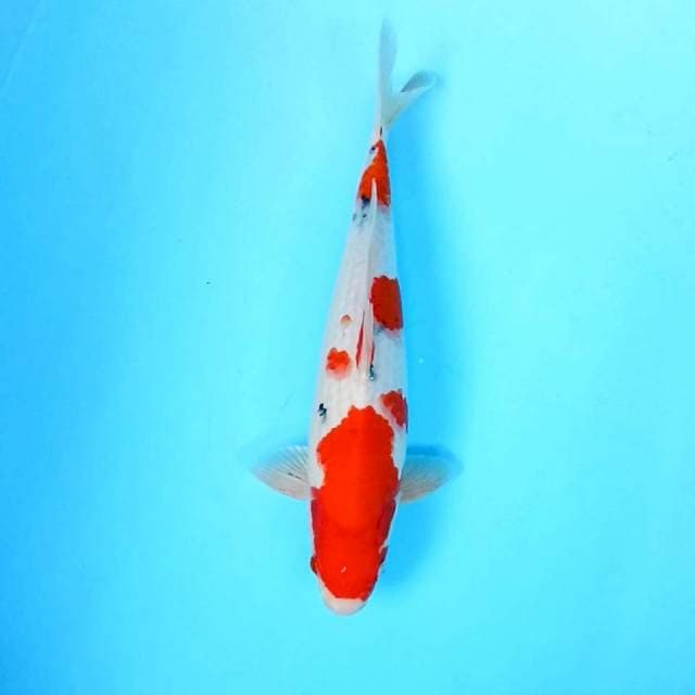 10. Sanke || 34 cm