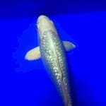 Platinum gindrin 25 cm BU