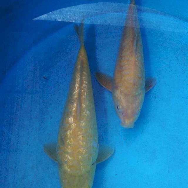 Karasi full aragoke