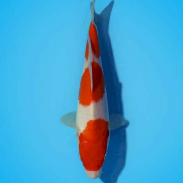 SUPER QUALITY - SANDAN KOHAKU 25 cm