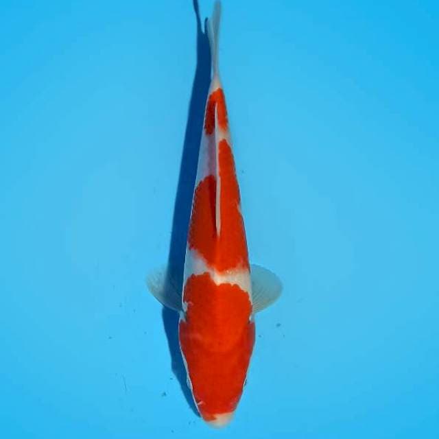 HIGH QUALITY - SANDAN KOHAKU 22 cm
