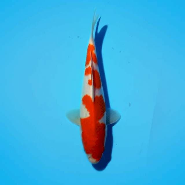 SUPER QUALITY - KOHAKU 23 cm