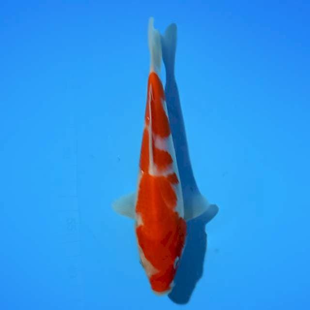 HIGH QUALITY - KOHAKU I 22 cm