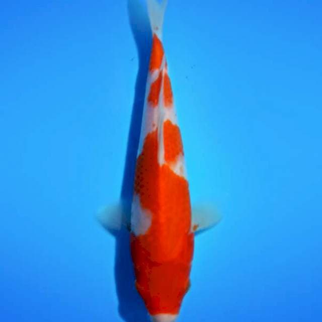 HIGH QUALITY - KOHAKU II 22 cm