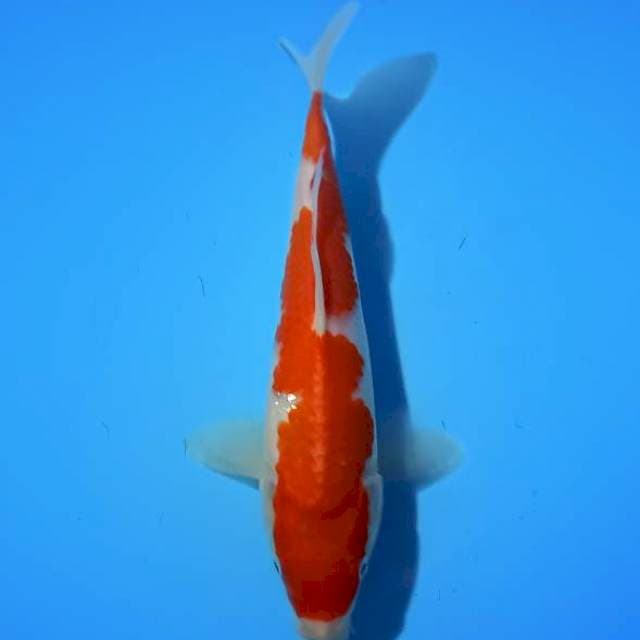 HIGH QUALITY - KOHAKU IV 24 cm