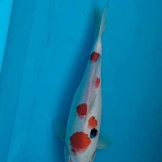sanke maruten female 35 cm
