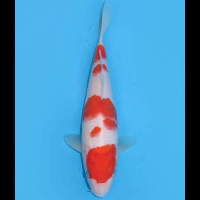 Kohaku Original - 20cm