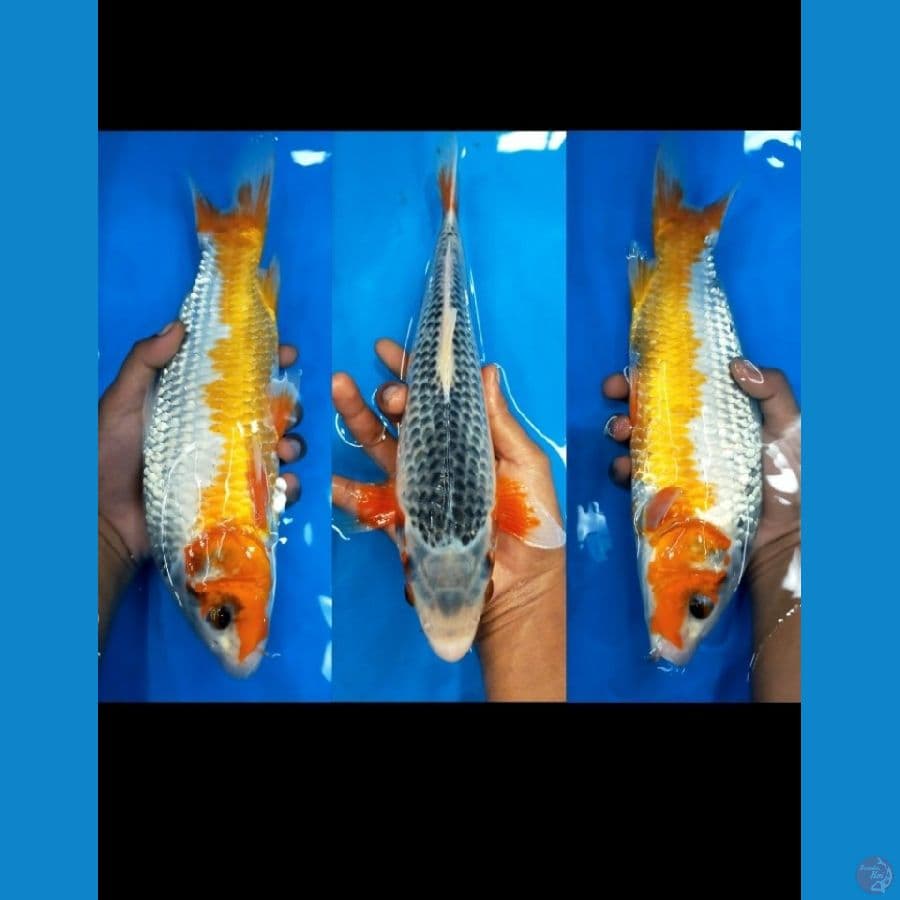 Asagi BIS 35cm