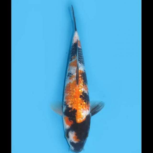 Ki Showa Ginrin - 30cm