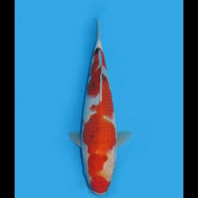 Sanke Tategoi F1 - 28cm 
