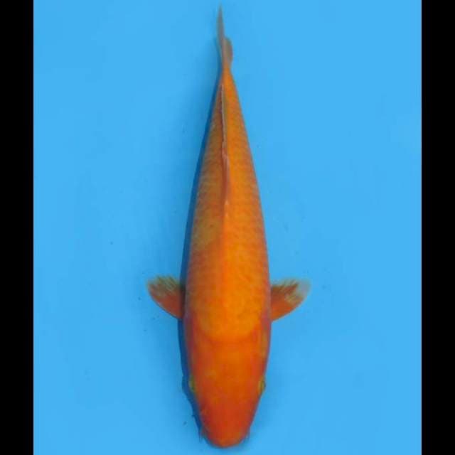 Jumbo Benigoi - 34cm
