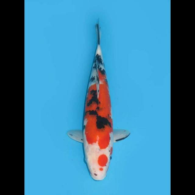 KINEMON - MARUTEN SANKE 34CM FEMALE