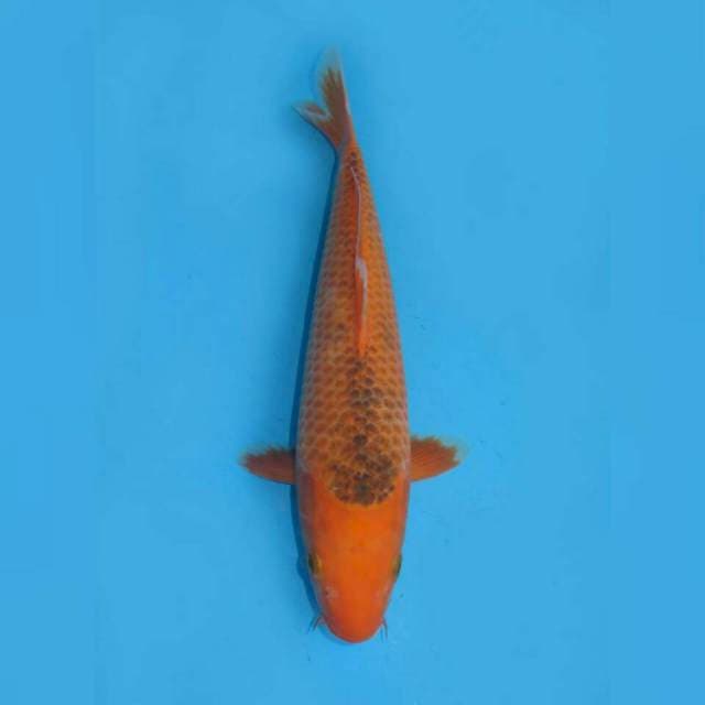CAPTAIN MAGMA 2 - AKA MATSHUBA 33cm FEMALE