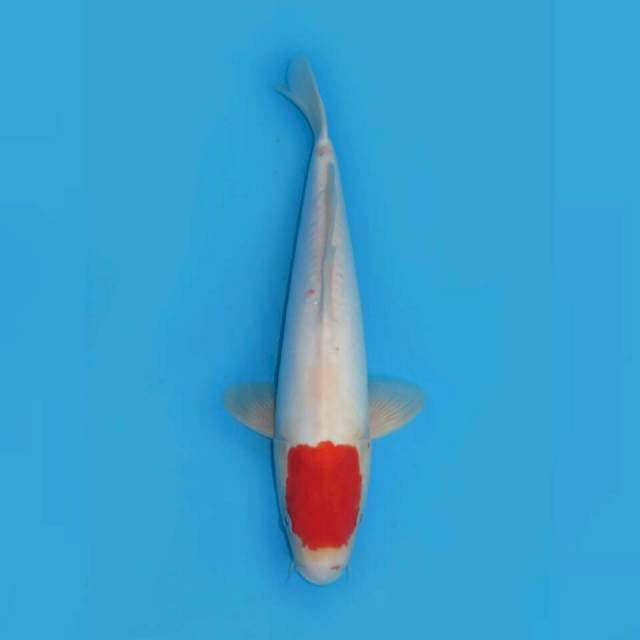 RED RUBY - TANCHO KOHAKU DOITSU ORI 40cm