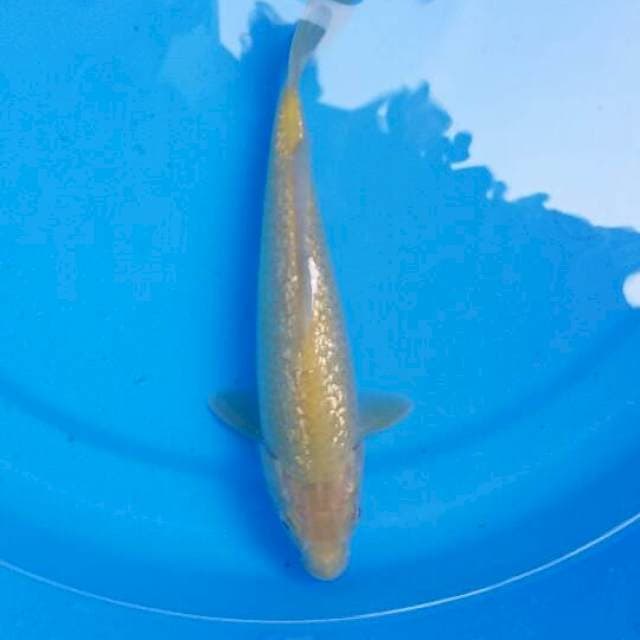 Karasi Ginrin