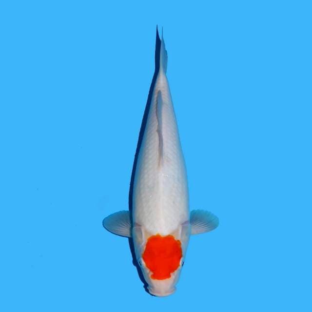 Tancho kohaku putih 