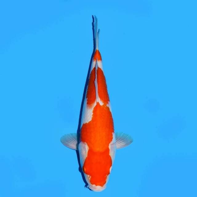 Kohaku f1 