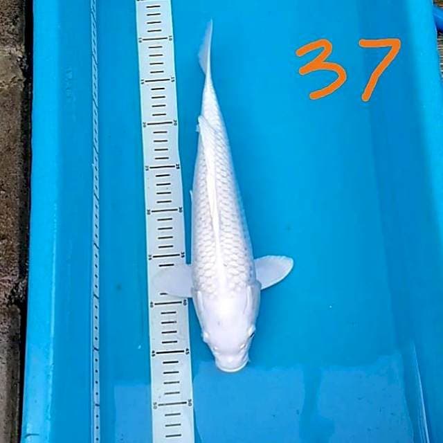 Platinum 37cm Fm