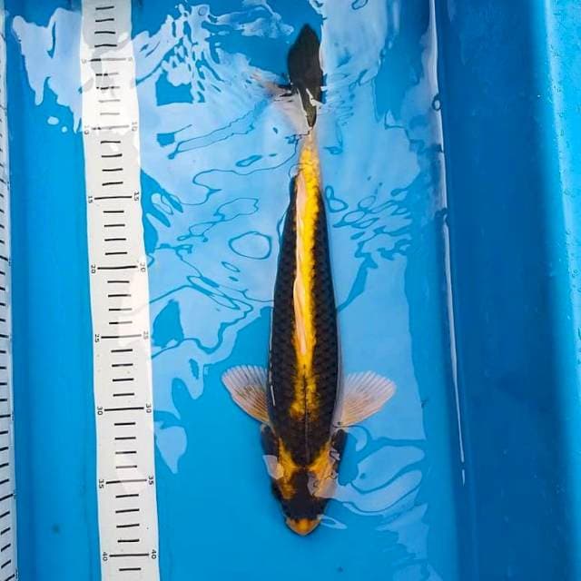 Kin kabuto 34cm M
