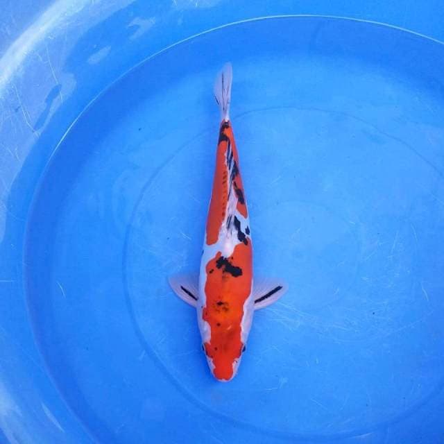 Sanke doit merah 37cm