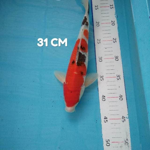 #6. Sanke Merah 31 CM. MaLe