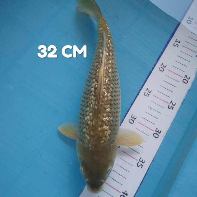 #7. Soragoi 32 CM