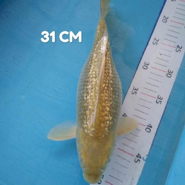 #8. Soragoi Bumil 31 CM