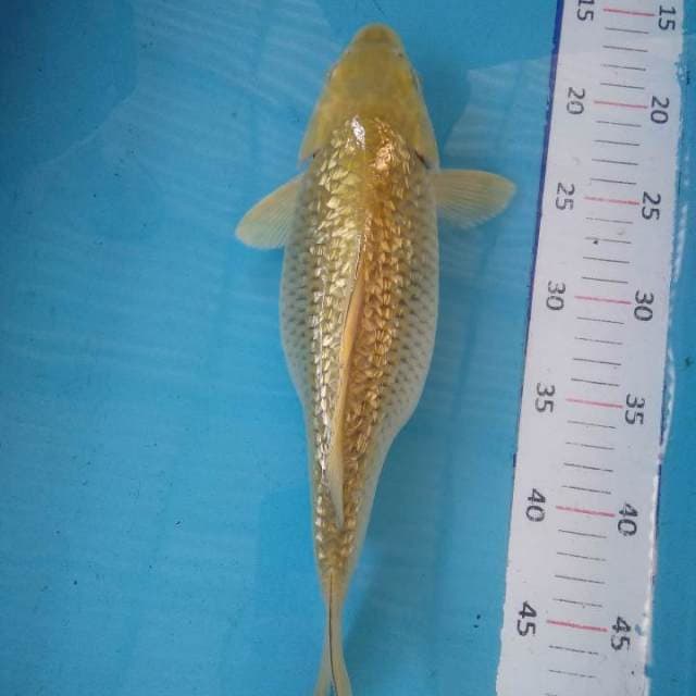 #8. Soragoi Bumil 31 CM