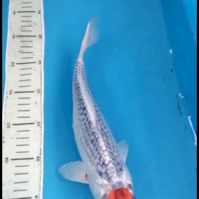 Tancho Goshiki 31cm