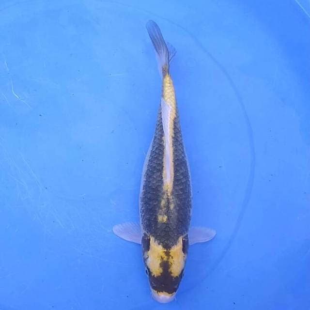 Kin kabuto 32cm Fm