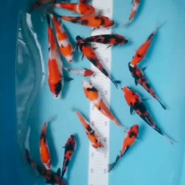 Borongan (19ekor) 18-25cm