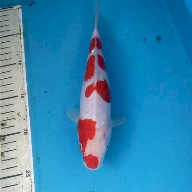Kohaku Doitsu 24cm
