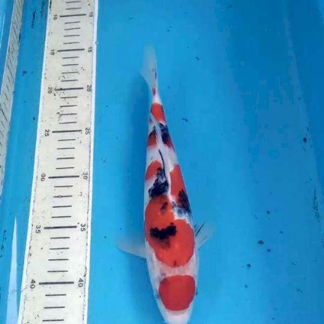 Sanke 25cm