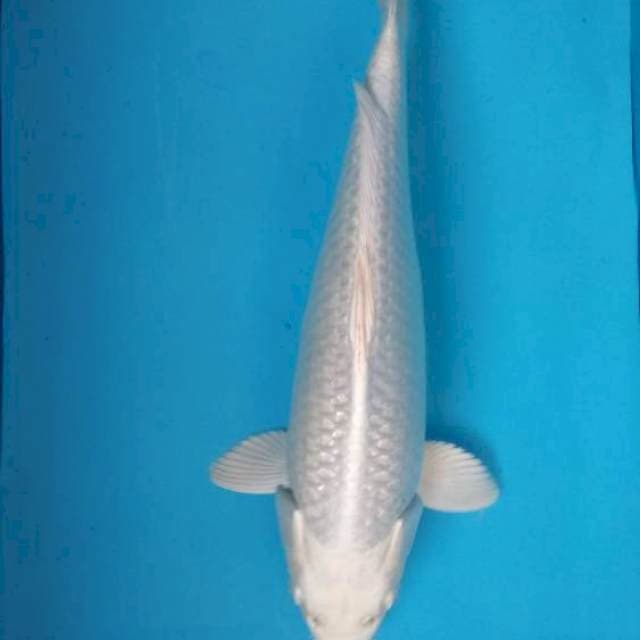 PLATINUM GINRIN 35 CM MALE